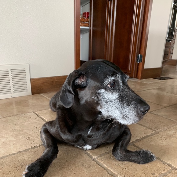 Meet your Posher, Laurie - Picture 1 of 1